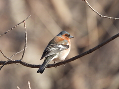 Fringilla coelebs