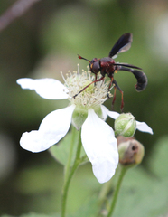 Physocephala floridana