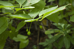 Lonicera glehnii