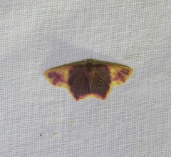 Chrysocraspeda cruoraria