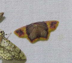 Chrysocraspeda cruoraria