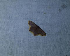 Chrysocraspeda cruoraria