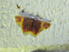 Chrysocraspeda cruoraria