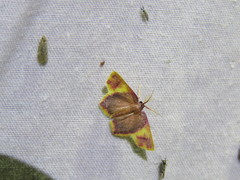 Chrysocraspeda cruoraria