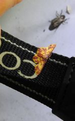 Chrysocraspeda cruoraria