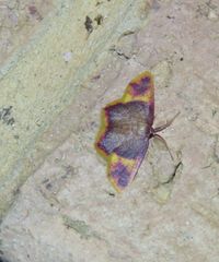 Chrysocraspeda cruoraria