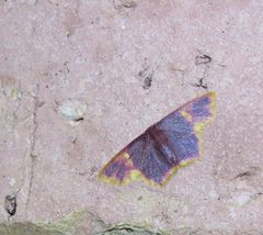 Chrysocraspeda cruoraria