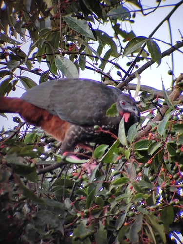 Andean Guan (Penelope montagnii), photo 7