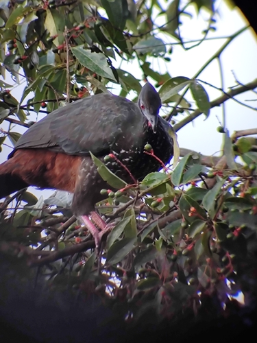 Andean Guan (Penelope montagnii), photo 8