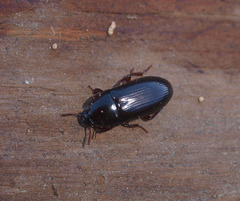 Uloma tenebrionoides