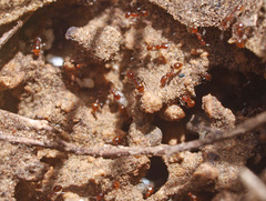 Chelaner antarcticus