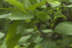 Lonicera glehnii