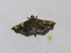 Chrysothyridia invertalis