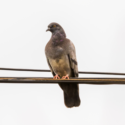 Feral Pigeon