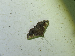 Chrysothyridia invertalis