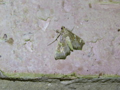 Chrysothyridia invertalis