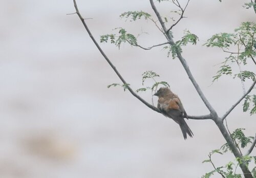 Southern Grey-headed Sparrow (Passer diffusus), photo 8