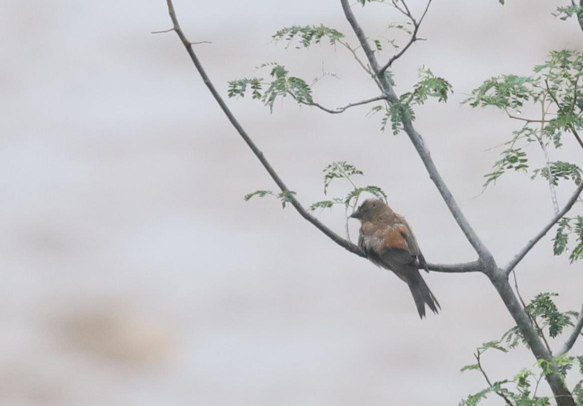 Southern Grey-headed Sparrow (Passer diffusus), photo 10