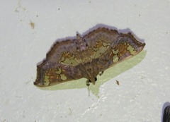 Chrysothyridia invertalis