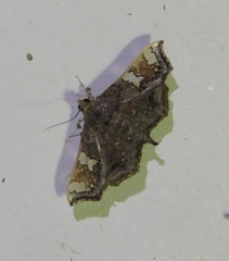 Chrysothyridia invertalis