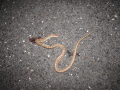 Arizona elegans eburnata