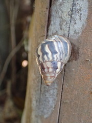 Orthalicidae