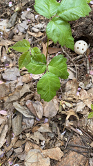 Toxicodendron pubescens