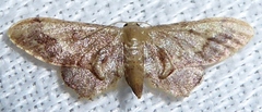 Idaea violacea