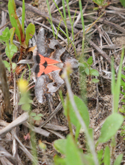 Drasteria ingeniculata