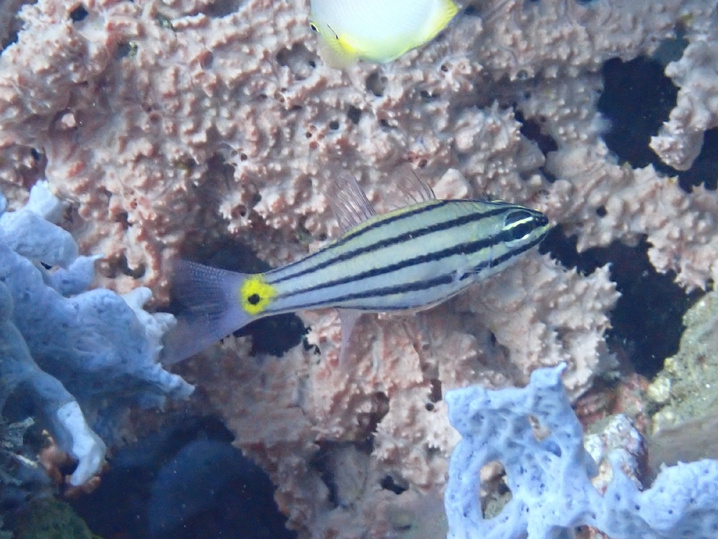 Fivelined cardinalfish