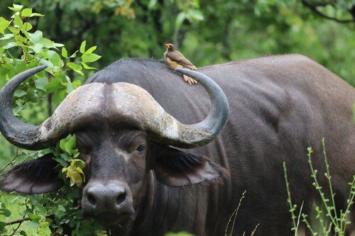 Yellow-billed Oxpecker (Buphagus africanus), photo 4