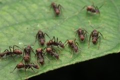 Dolichoderus spurius