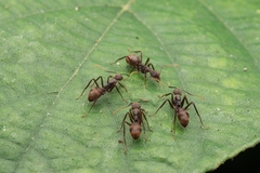 Dolichoderus spurius