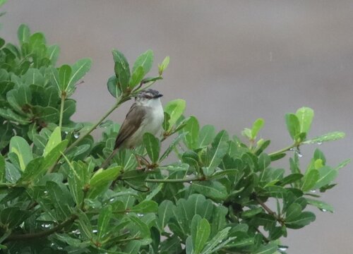 Tawny-flanked Prinia (Prinia subflava), photo 3