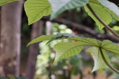 Dolichoderus spurius