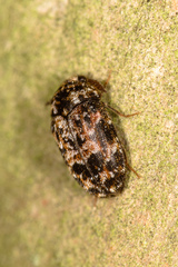 Bostrichoidea