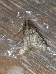 Pyrausta demantrialis