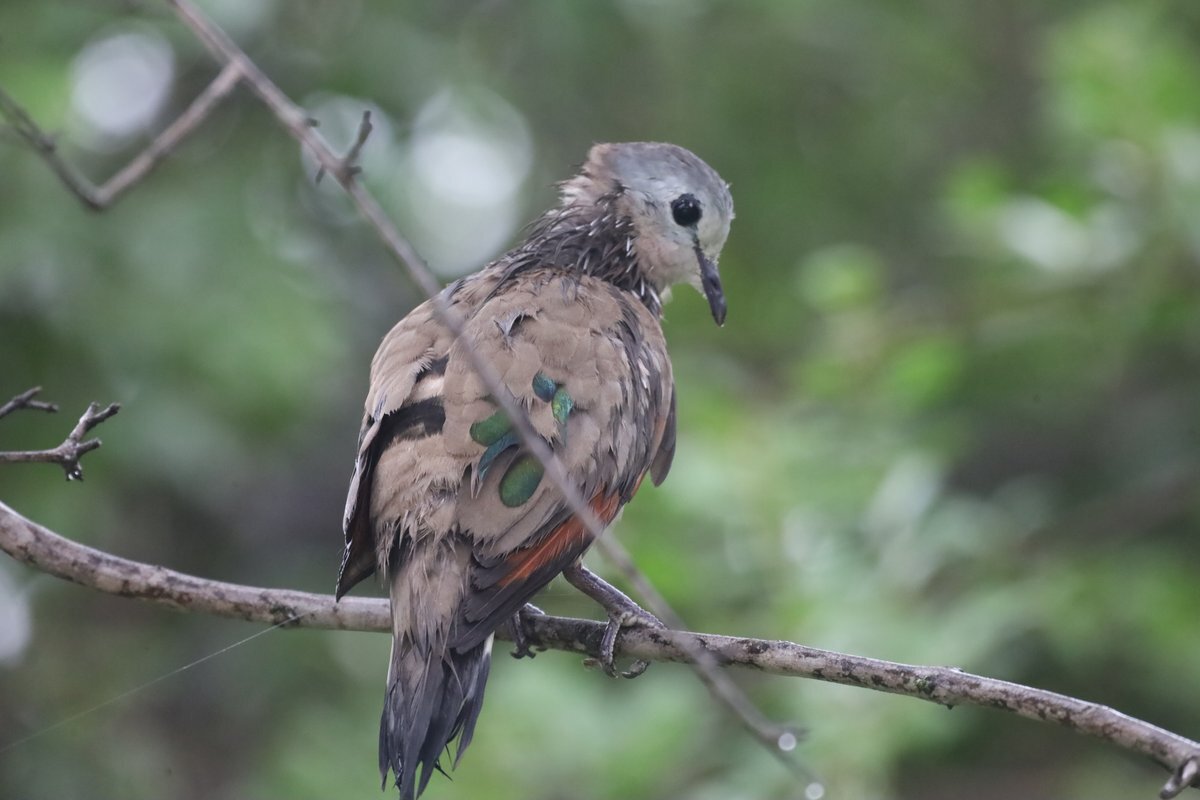 Emerald-spotted Wood Dove (Turtur chalcospilos), photo 2