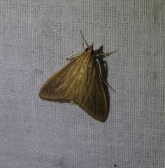 Circobotys occultilinea