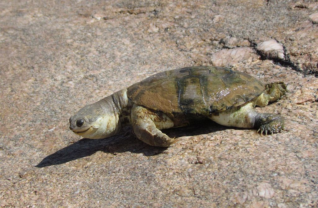 Somalian Helmeted Terrapin