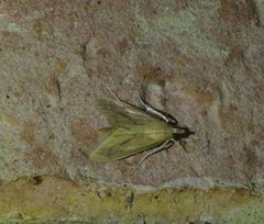 Circobotys occultilinea