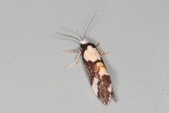 Philenora elegans