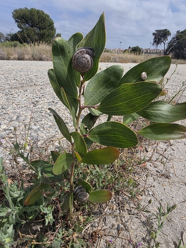 Otala lactea