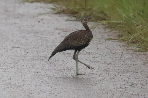 Red-crested Korhaan (Lophotis ruficrista), photo 4