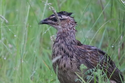 Crested Francolin (Ortygornis sephaena)