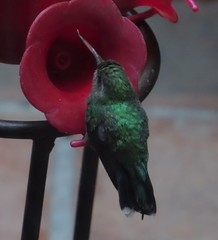 Cynanthus latirostris