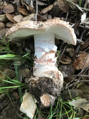 None (Amanita novinupta)