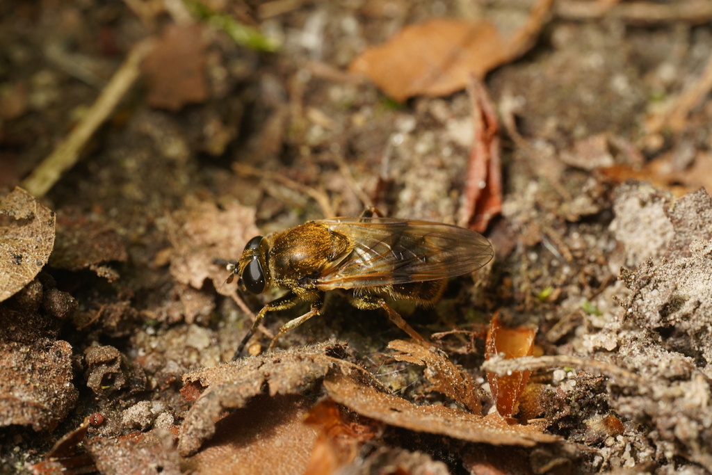 Myolepta vara