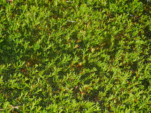 Myriophyllum pedunculatum observed 2026-04-26