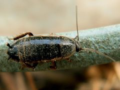 Loboptera decipiens